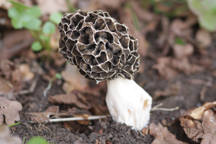 Morchella esculenta (L.) Pers., 1794 &copy; Tjerk Nawijn
