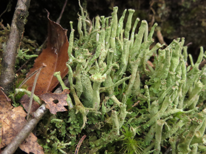 Cladonia ochrochlora, DMS-9212170 &copy; Lone Melchior Hvidegaard