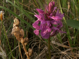 Dactylorhiza traunsteineri 060705.jpg © bernd gliwa