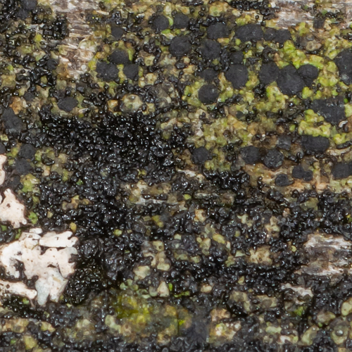 Micarea denigrata (Fr.) Hedl., 1892 &copy; Wijnand van Buuren