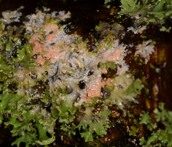 Erythricium aurantiacum, DMS-10000403 &copy; Lars Jørgen Grønbjerg