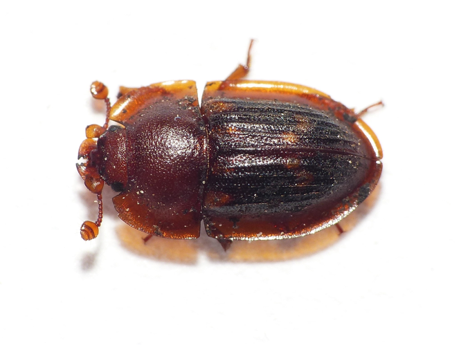 Amphotis marginata (Fabricius, 1781) &copy; Dick Belgers