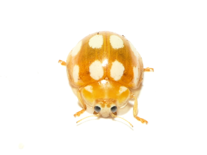 Calvia decemguttata (Linnaeus, 1767) &copy; Dick Belgers