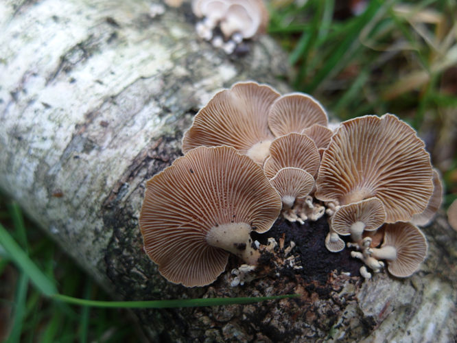 Panellus stipticus (Bull.) P.Karst., 1879 &copy; Tjerk Nawijn