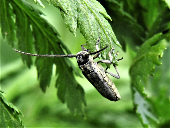 Phytoecia nigricornis (Fabricius, 1782) &copy; Martien van den Heuvel