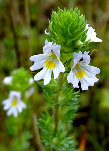 Euphrasia stricta D.Wolff ex J.F.Lehm., 1809 &copy; Bert Verbruggen