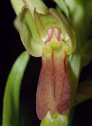 Coeloglossum viride 05 mg-k.jpg © Commons