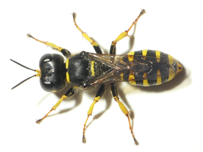 Ectemnius cavifrons (Thomson, 1870) &copy; Dick Belgers