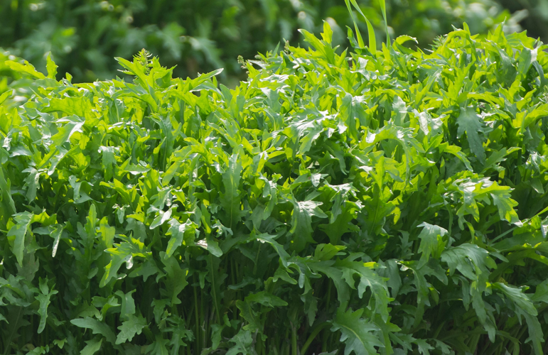 Tephroseris palustris (L.) Fourr., 1868 &copy; Wijnand van Buuren