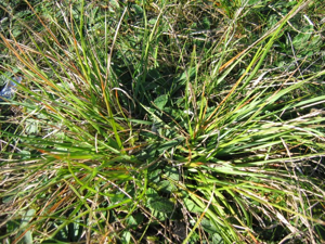 Danthonia decumbens horst.jpeg © Kristian Peters -- Fabelfroh 12:37, 19 February 2007 (UTC)
