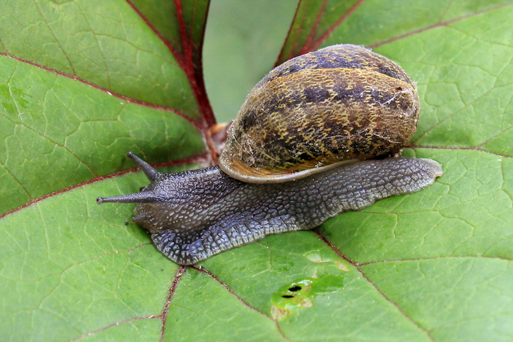 Cornu aspersum (O.F. Müller, 1774) &copy; Annemieke Hoozemans