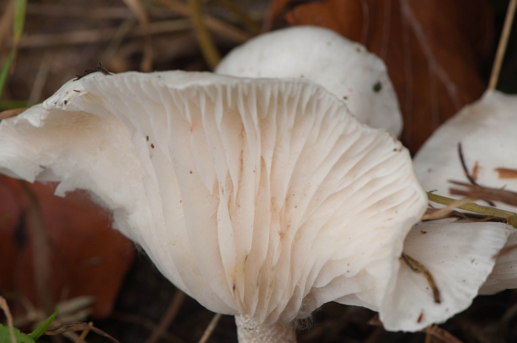 Hygrophorus eburneus (Bull.) Fr., 1838 &copy; Wijnand van Buuren