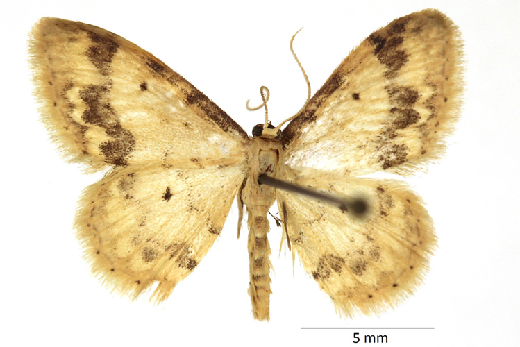 Idaea trigeminata (Haworth, 1809) &copy; De Prins Guido