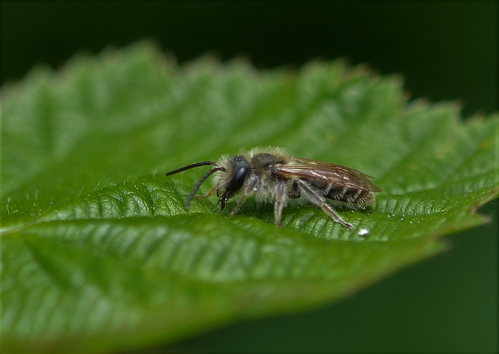 Andrena dorsata (Kirby, 1802) &copy; Louis Westgeest