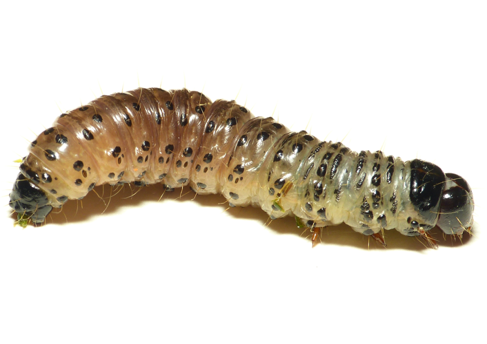 Apamea monoglypha (Hufnagel, 1766) &copy; Dick Belgers