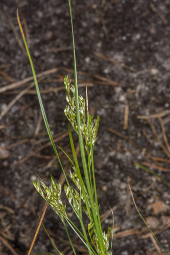 Juncus tenuis Willd., 1799 &copy; Piet J. Ashouwer