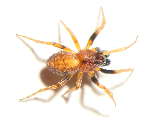 Cercidia prominens (Westring, 1851) &copy; Dick Belgers