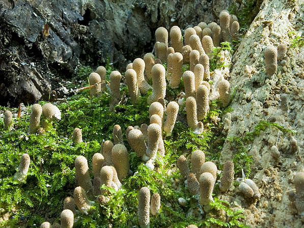 Apioperdon pyriforme, JHP-08.161 &copy; MycoKey / Jens H. Petersen