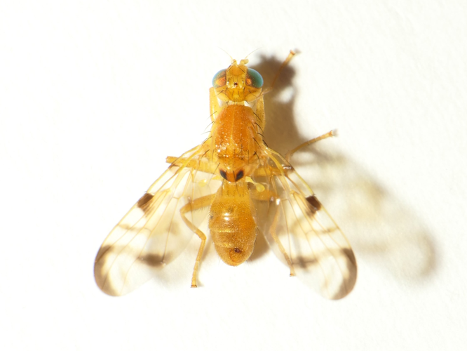 Acidia cognata (Wiedemann, 1817) &copy; Dick Belgers