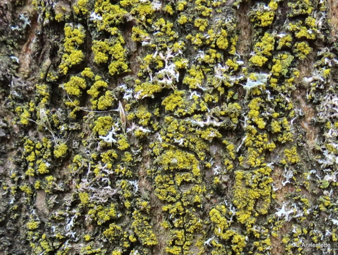 Candelariella xanthostigma, DMS-9226325 &copy; Annemette N. Jensen