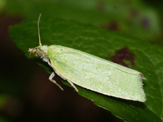 Tortrix viridana (Linnaeus, 1758) &copy; Hans Jonkman