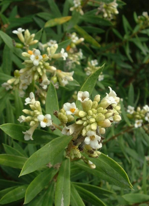 Daphne gnidium3.jpg © Commons
