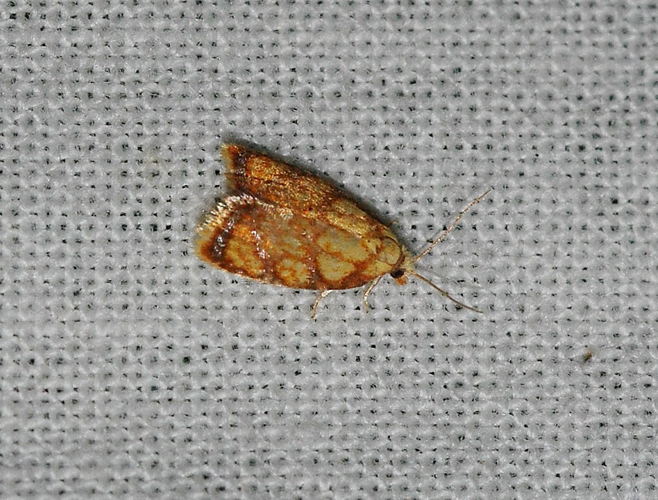 Acleris bergmanniana (Linnaeus, 1758) &copy; Louis Westgeest