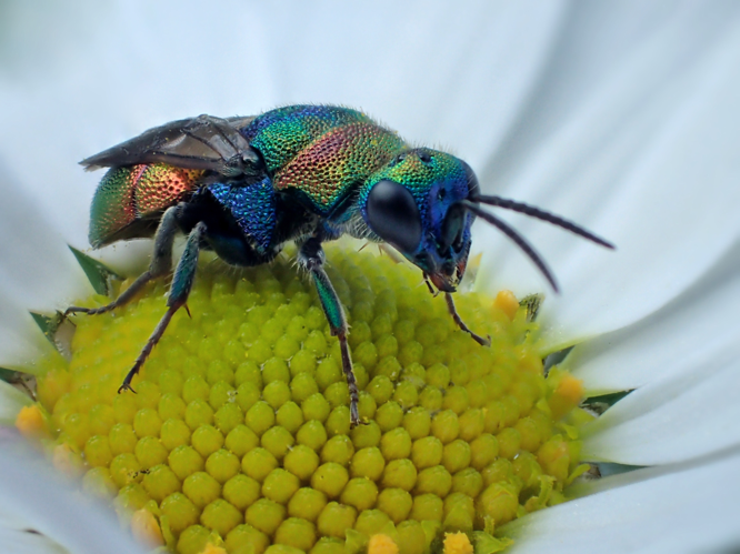 Hedychrum rutilans Dahlbom, 1854 &copy; Stefan Verheyen