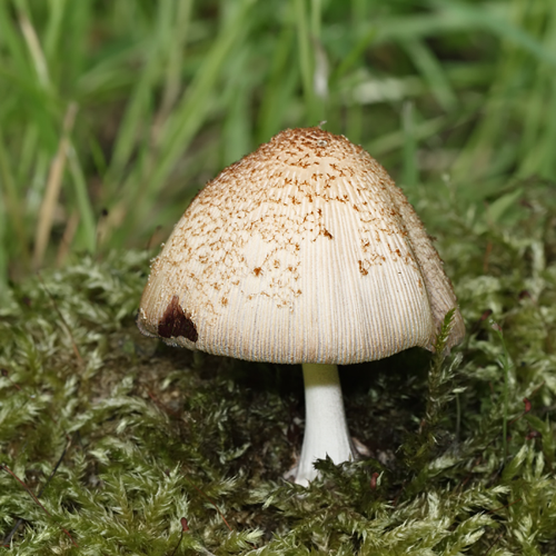 Coprinellus xanthothrix (Romagn.) Vilgalys, Hopple & Jacq.Johnson, 2001 &copy; Marijke Kanters