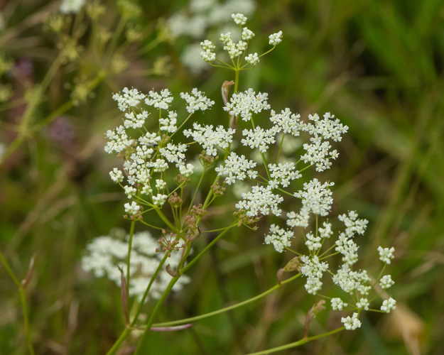 Pimpinella saxifraga L., 1753 &copy; Wijnand van Buuren