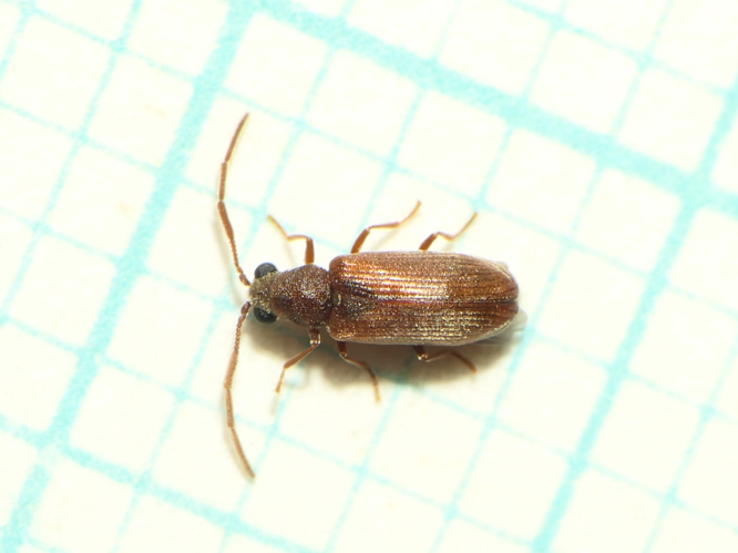Dryophilus anobioides Chevrolat, 1832 &copy; Dick Belgers
