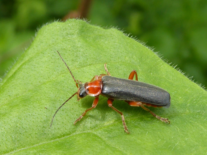 Cantharis pellucida Fabricius, 1792 &copy; Tjerk Nawijn