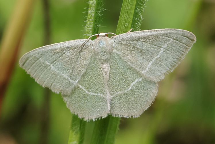 Chlorissa viridata (Linnaeus, 1758) &copy; Steeman Chris