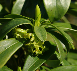 Daphne laureola 8703.jpg © Velela