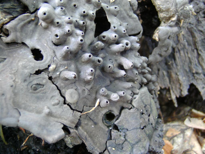 Ganoderma applanatum, DMS-96010 &copy; Bjørn W. Pedersen