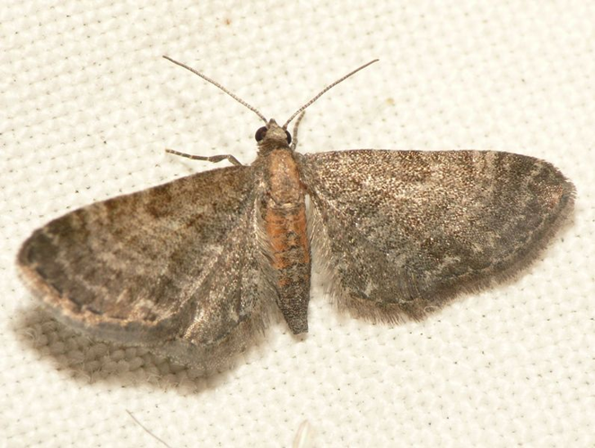 Eupithecia haworthiata Doubleday, 1856 &copy; Dick Belgers