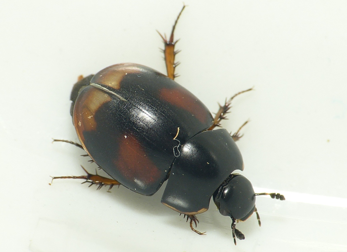 Sphaeridium scarabaeoides (Linnaeus, 1758) &copy; Dick Belgers