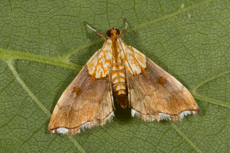 Agrotera nemoralis (Scopoli, 1763) &copy; Sandra Lamberts