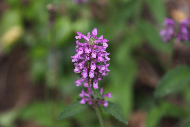 Betonica officinalis L., 1753 &copy; Lidwien Peterse