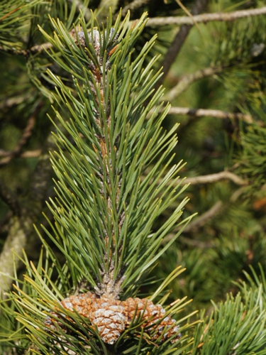 Pinus mugo Turra, 1764 &copy; Hans Jonkman