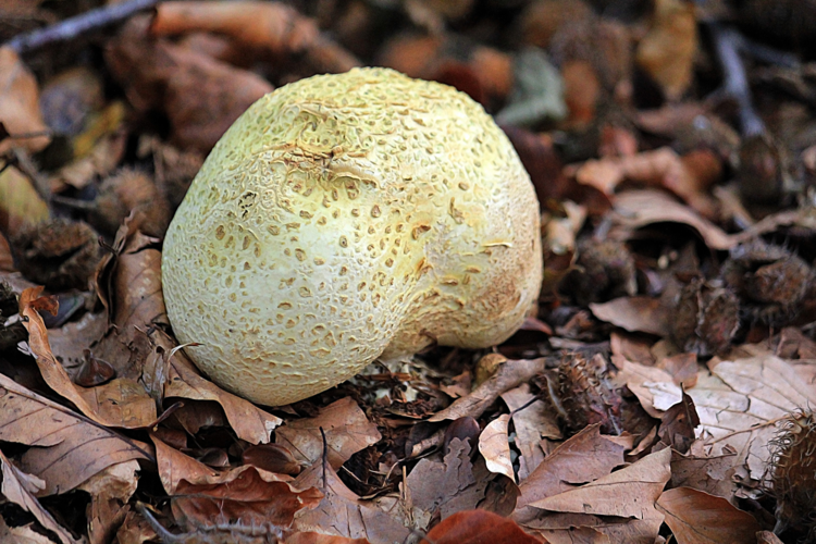 Scleroderma citrinum Pers., 1801 &copy; Annemieke Hoozemans