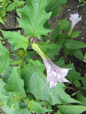 Datura stramonium 2 (2005 07 07).jpg © No machine-readable author provided. Taka assumed (based on copyright claims).