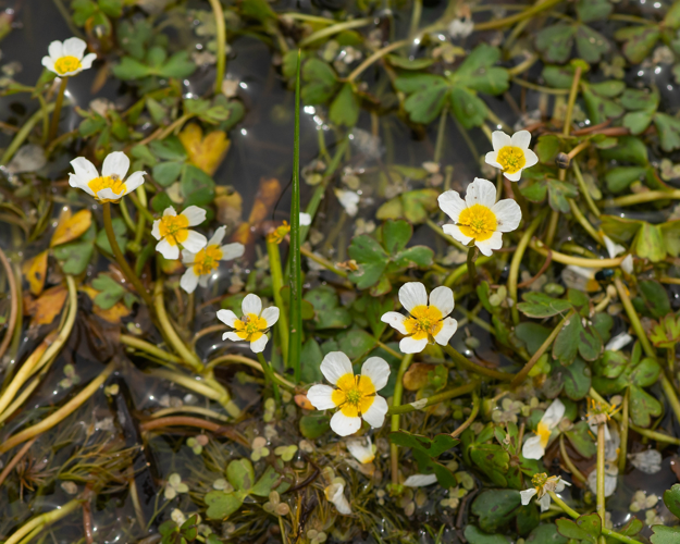 Ranunculus baudotii Godr., 1840 &copy; Wijnand van Buuren