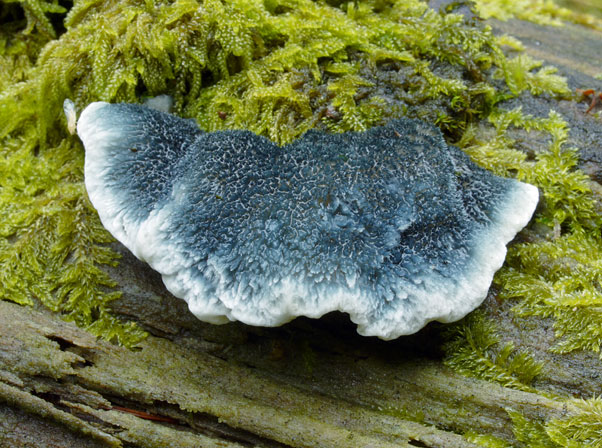 Cyanosporus caesius, JHP-09.457 &copy; MycoKey / Jens H. Petersen