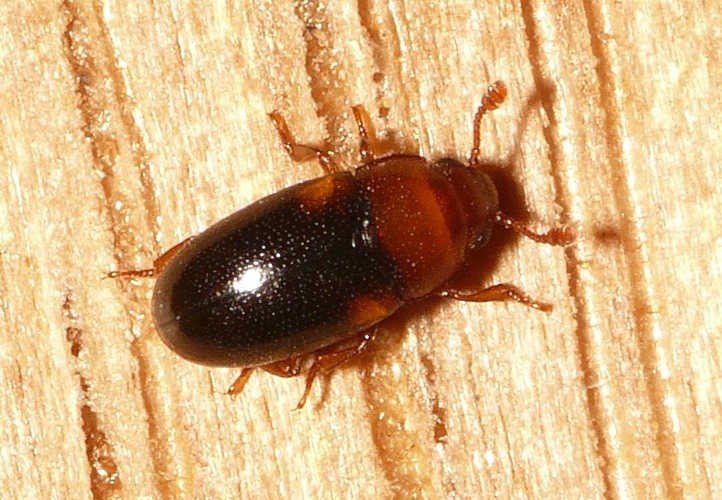 Dacne bipustulata (Thunberg, 1781) &copy; Dick Belgers