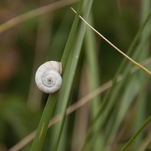 Cernuella neglecta (Draparnaud, 1805) &copy; Wijnand van Buuren