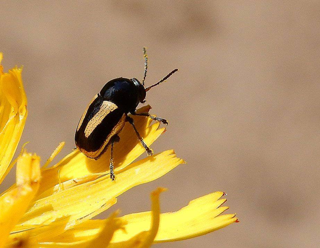 Cryptocephalus vittatus Fabricius, 1775 &copy; Paul Kersten