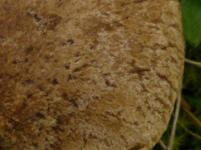 Pleurotus dryinus (Pers.) P.Kumm., 1871 &copy; Tjerk Nawijn