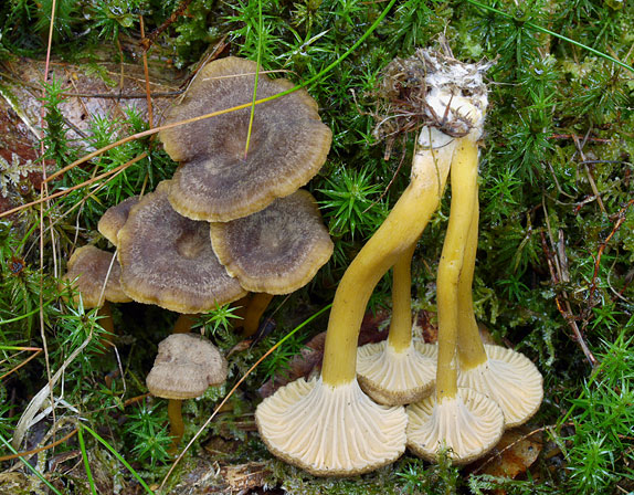 Craterellus tubaeformis, JHP-10.211 &copy; MycoKey / Jens H. Petersen