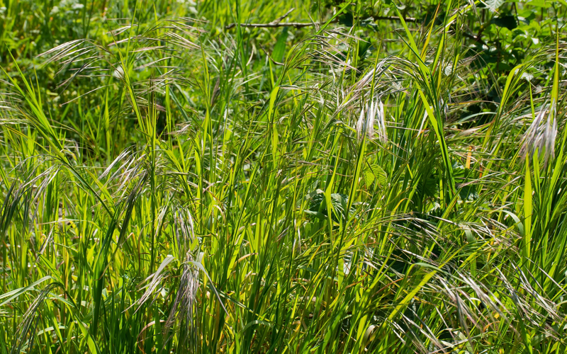 Anisantha sterilis (L.) Nevski, 1934 &copy; Wijnand van Buuren